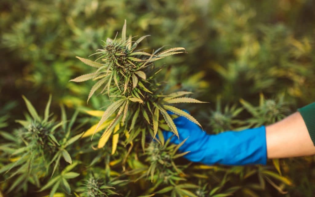 CBD Blüten Einkaufen – Frisch und schonend getrocknet, für dich gemacht
