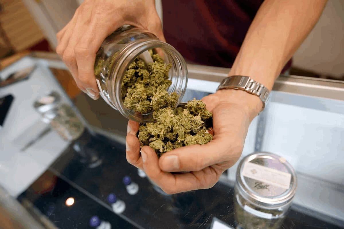 Seltene Landrassen finden – Weed Samen kaufen mit Historie