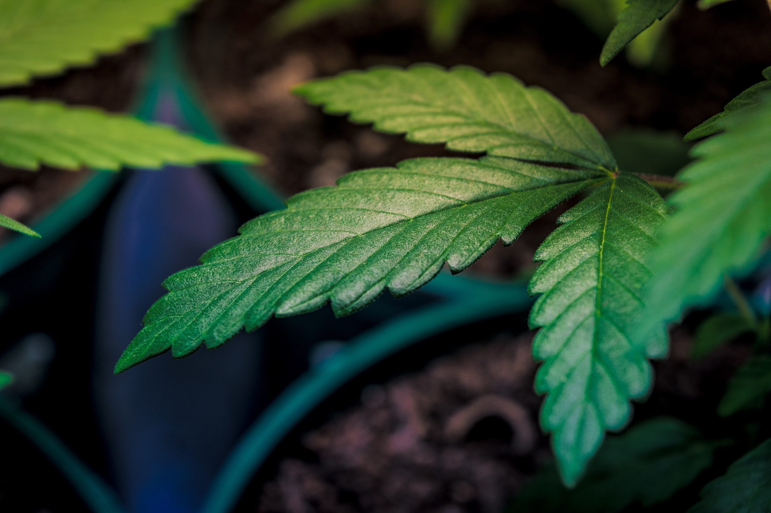Seltene Landrassen finden – Weed Samen kaufen mit Historie