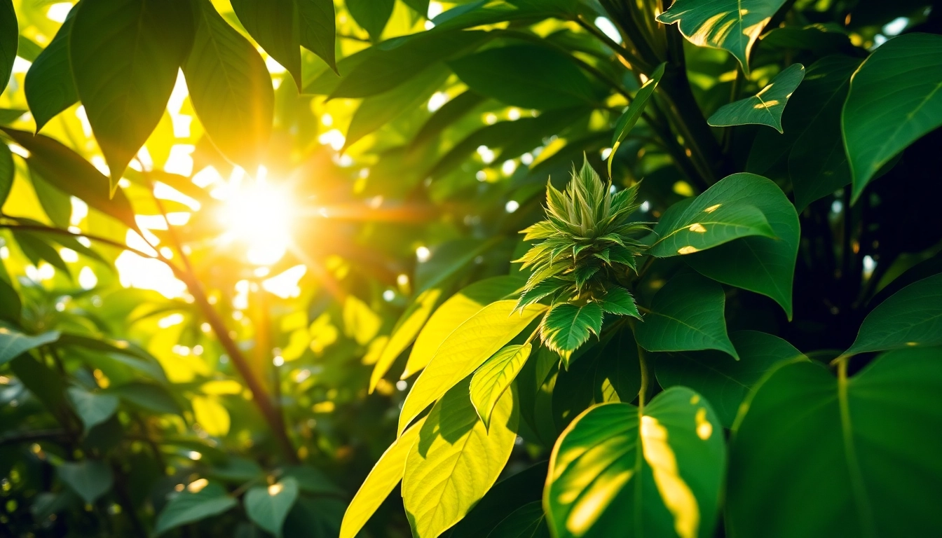 Genießen Sie die hohe Qualität von Kratom von https://www.kratombird.de mit frischen katastrophalen Blättern in einer sonnigen thailändischen Plantage.